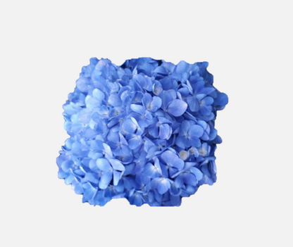 Hydrangea