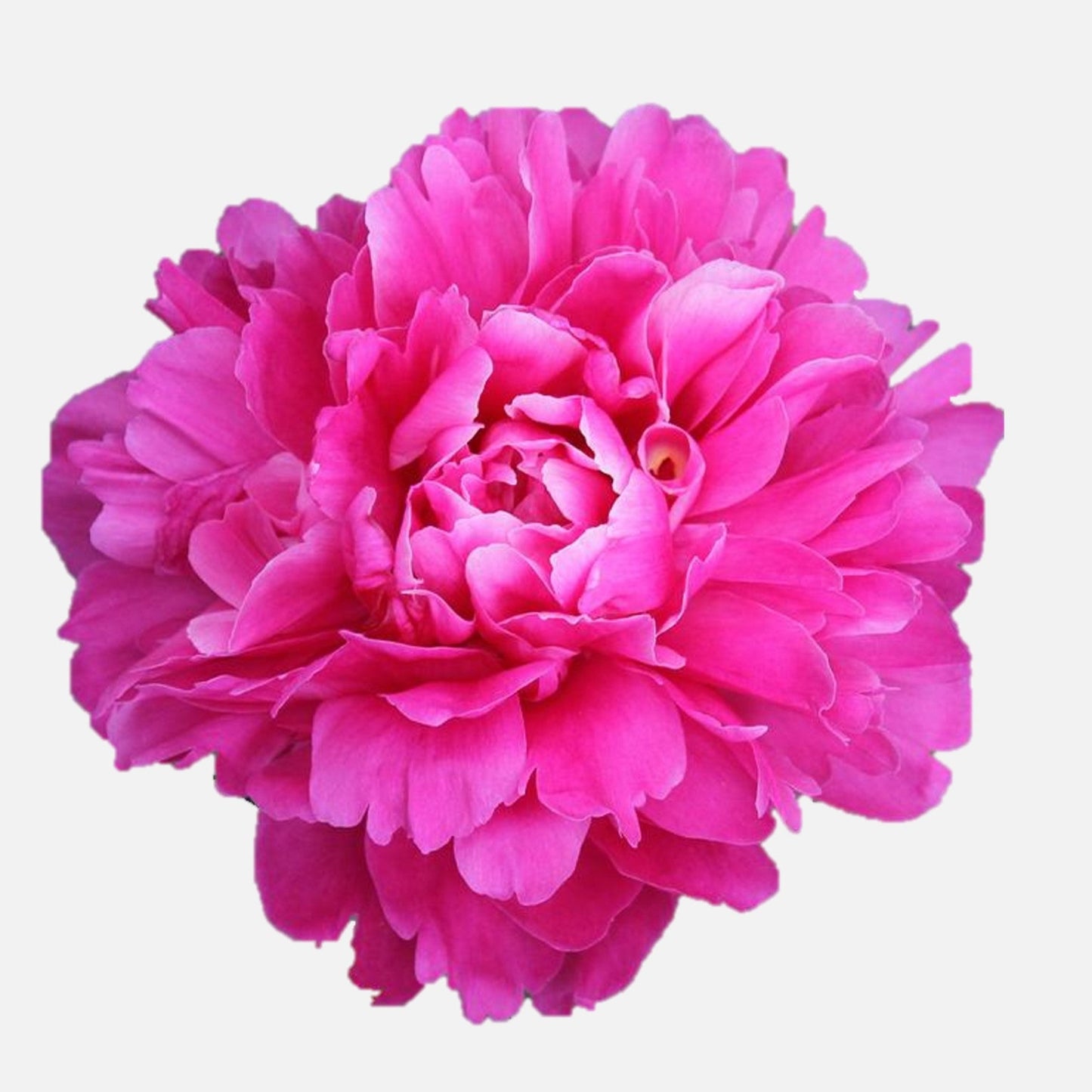 Peony