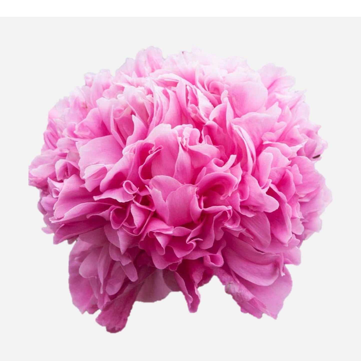 Peony