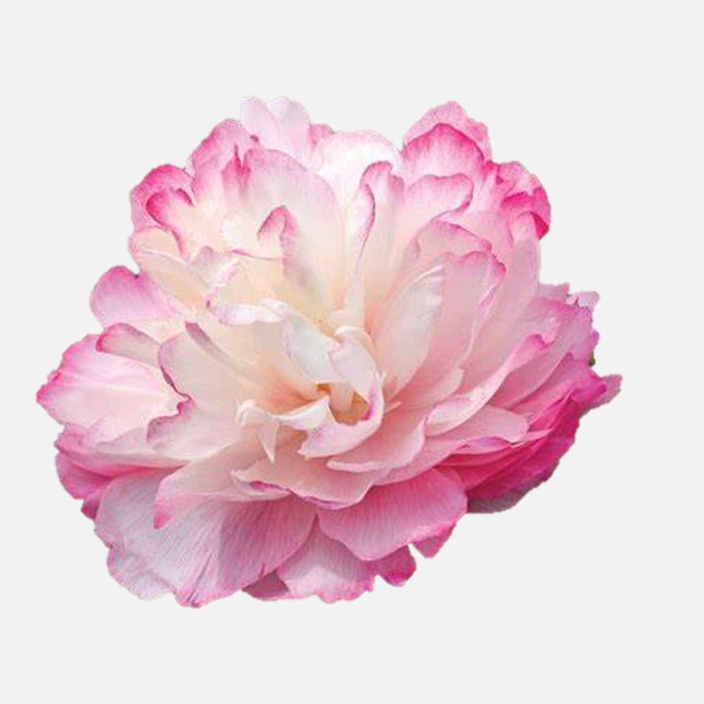 Peony