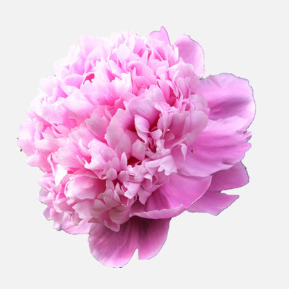 Peony