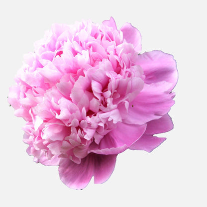 Peony