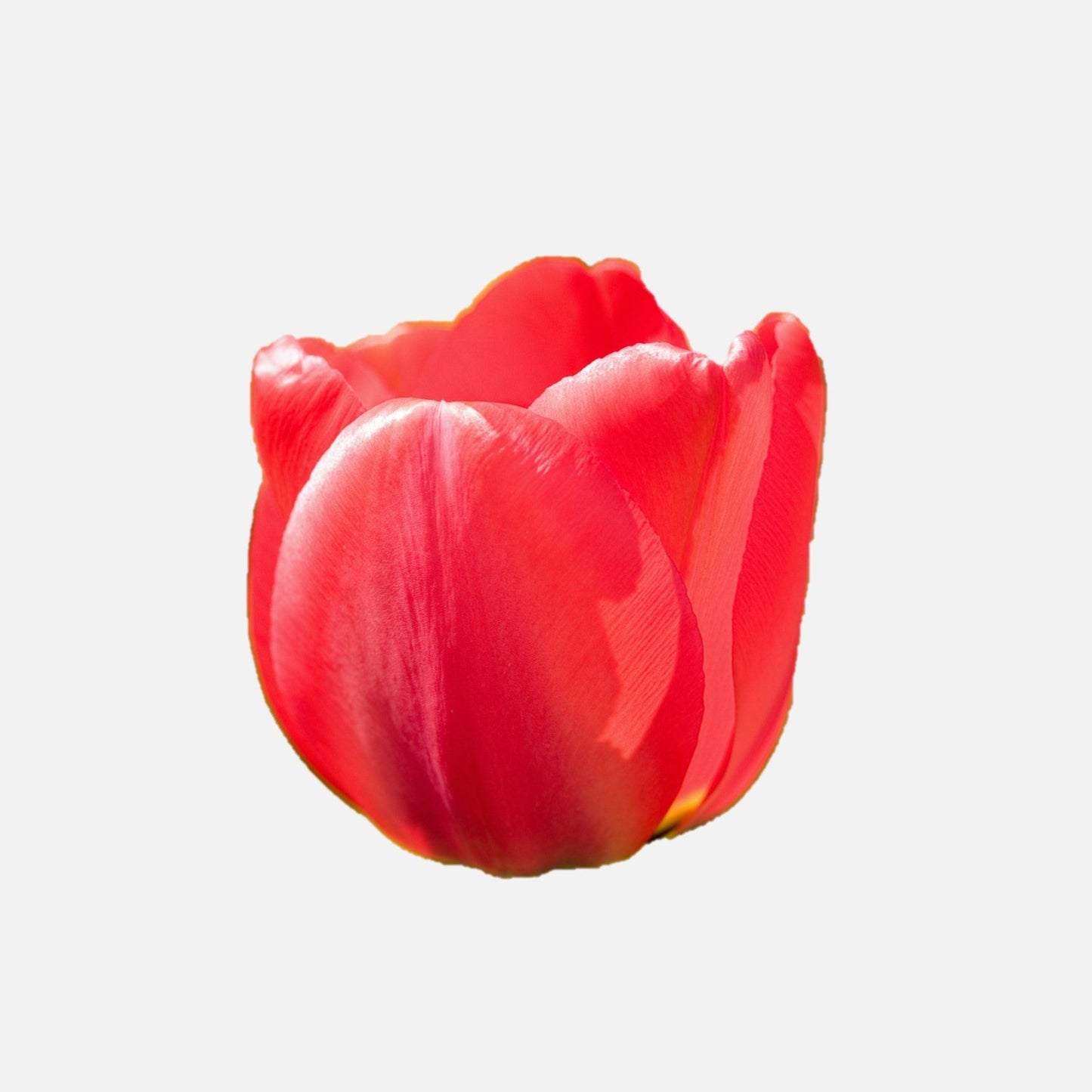 tulipanes