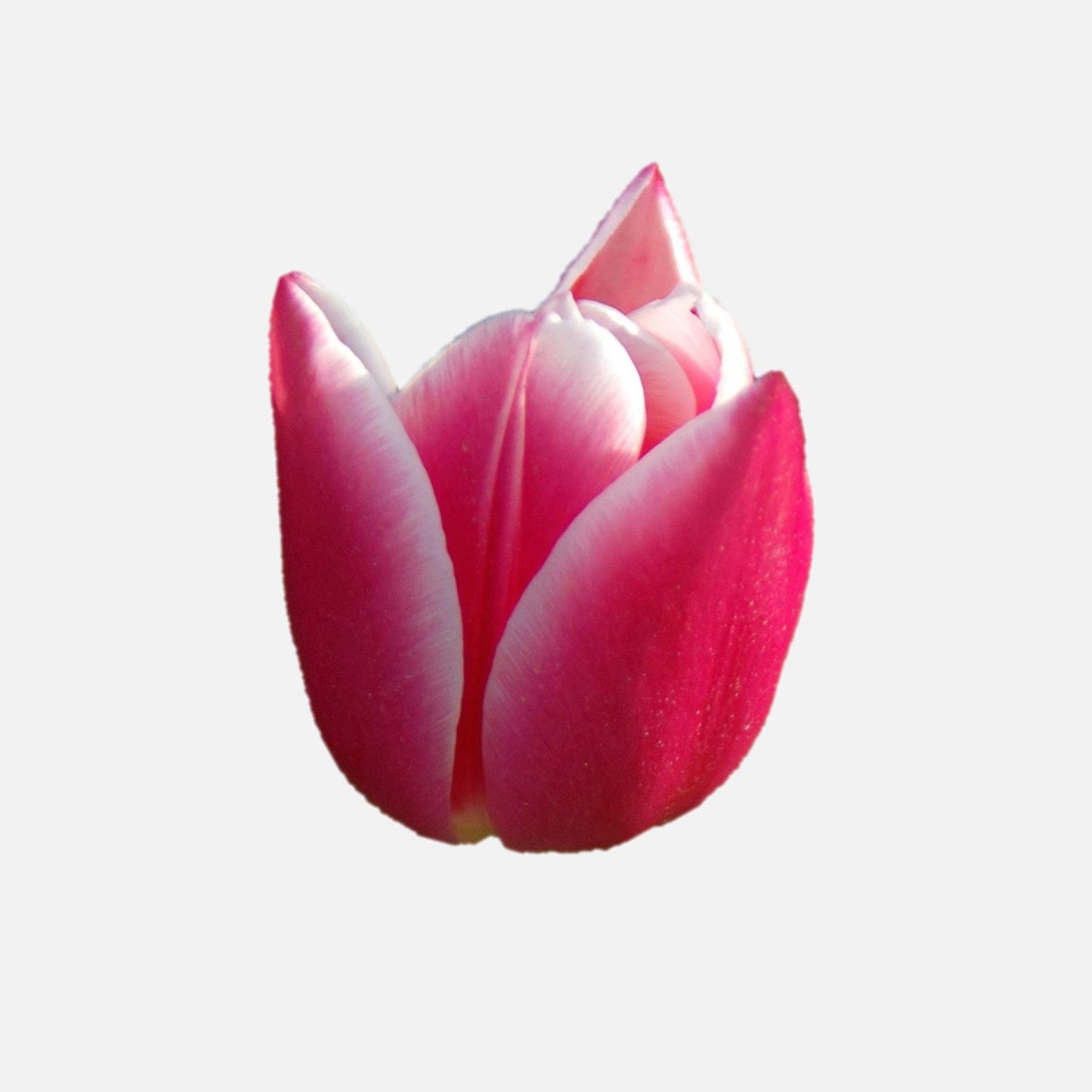 tulipanes