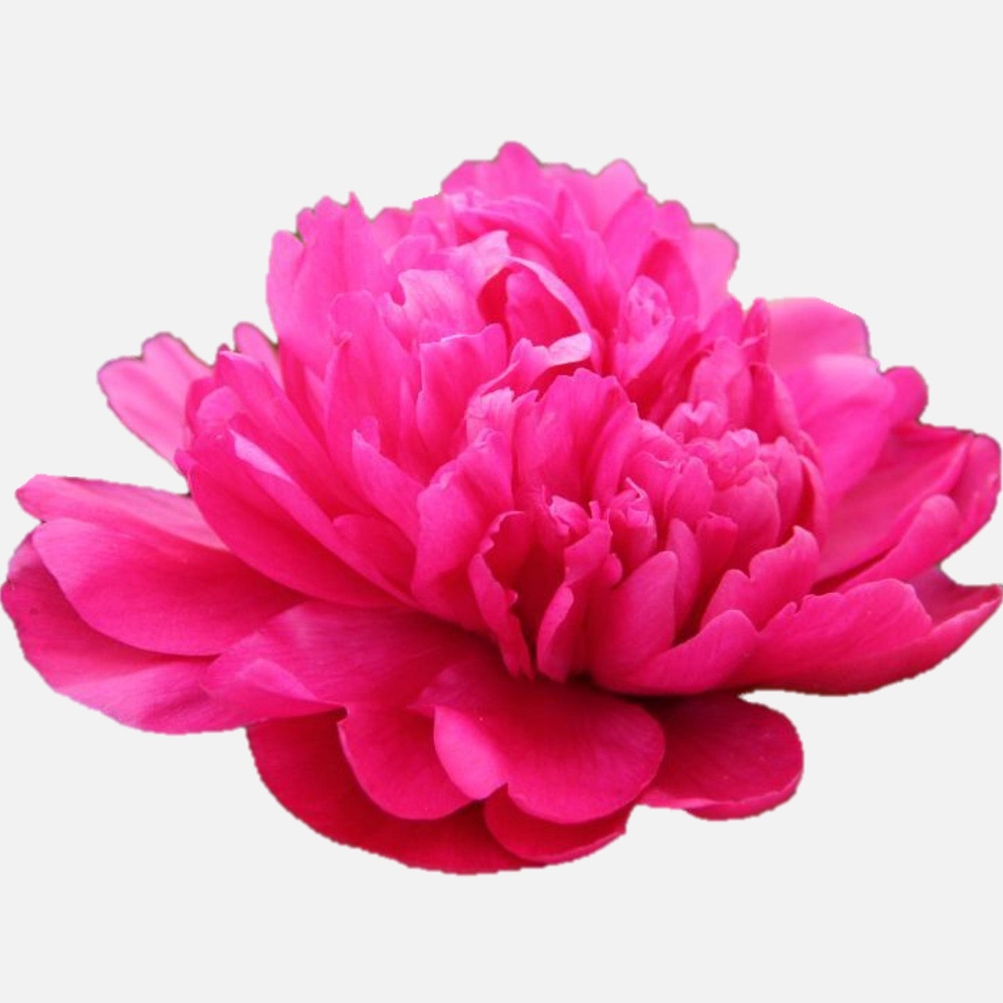 Peony