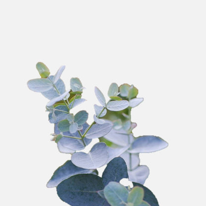 Eucalyptus