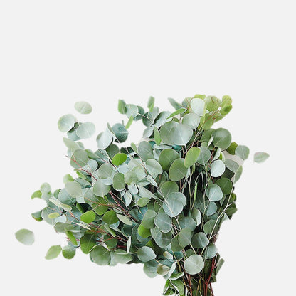 Eucalyptus