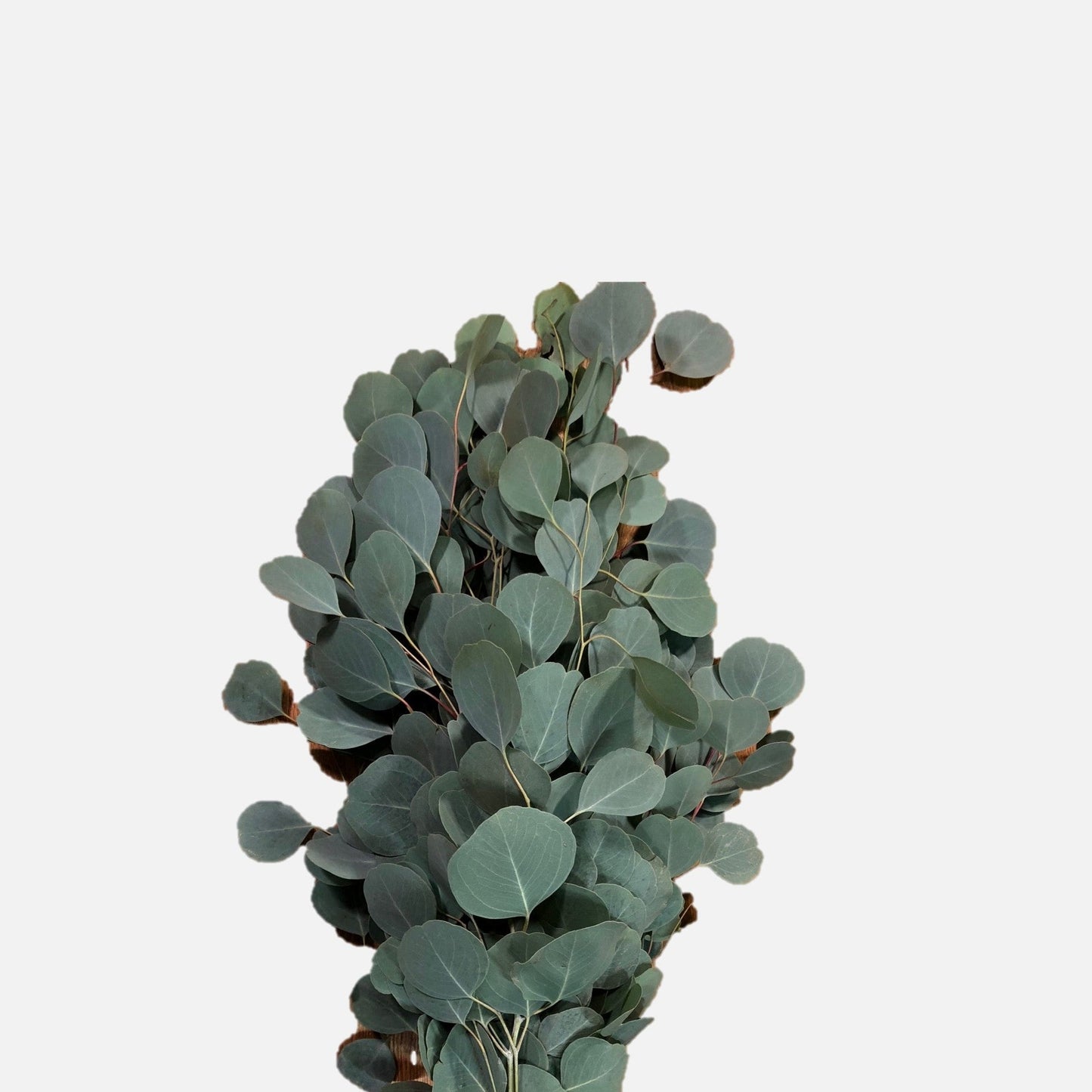 Eucalyptus