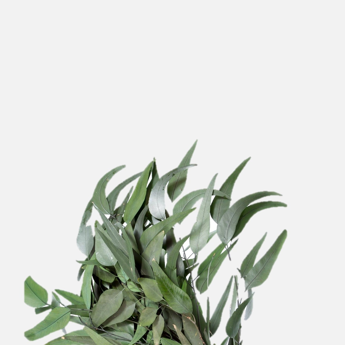 Eucalyptus