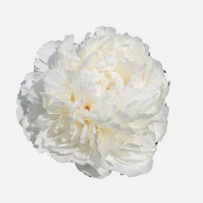 Peony