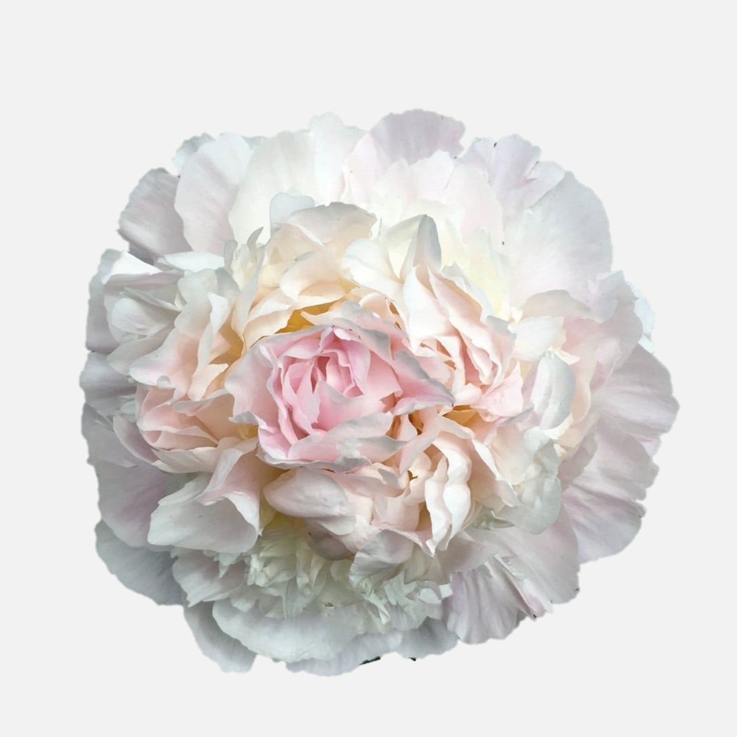 Peony