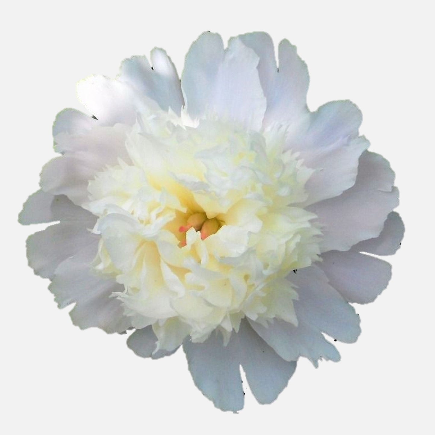 Peony