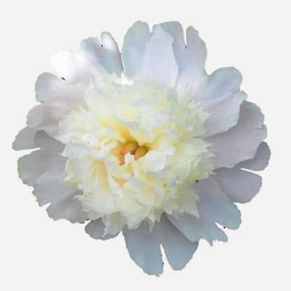 Peony