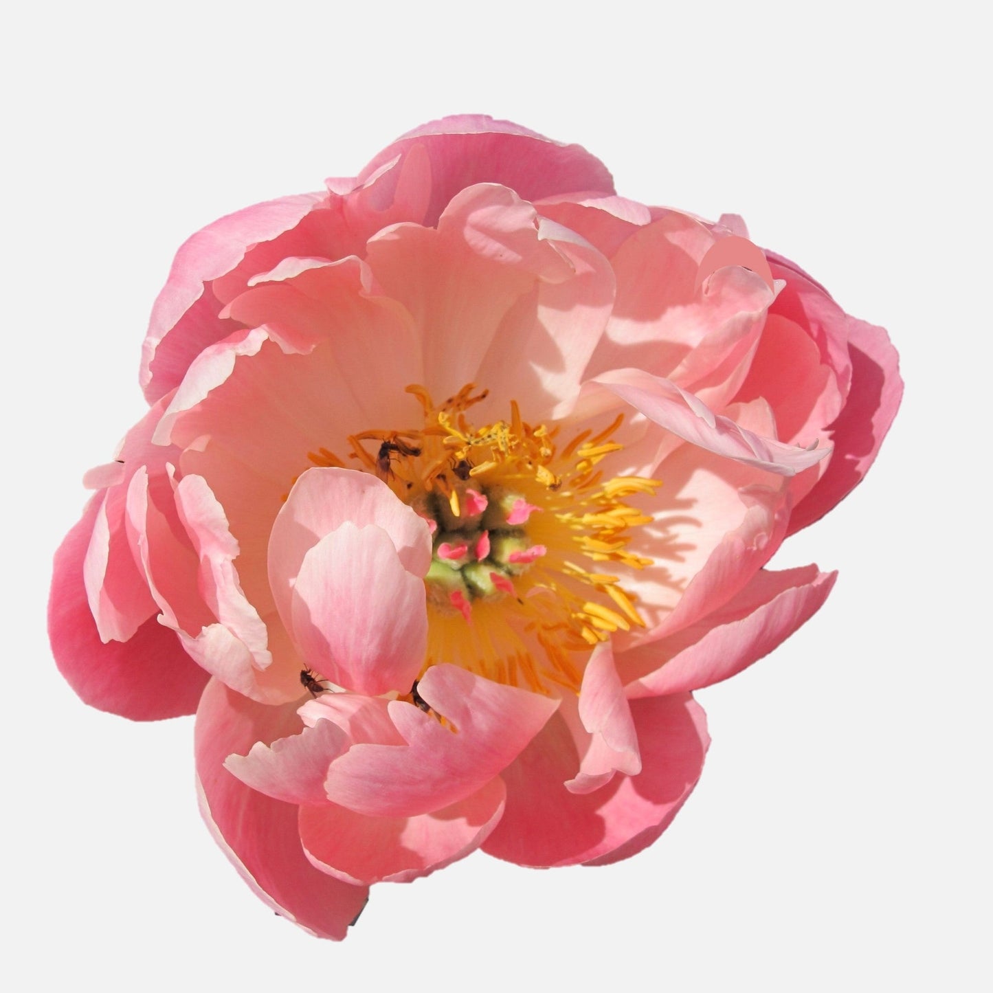 Peony