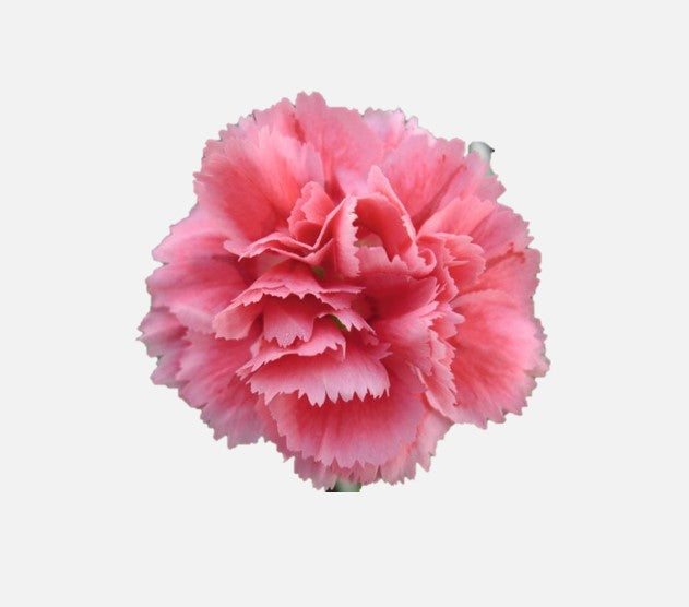 Carnation