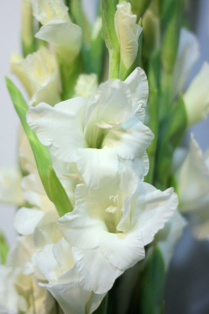 Gladiolus