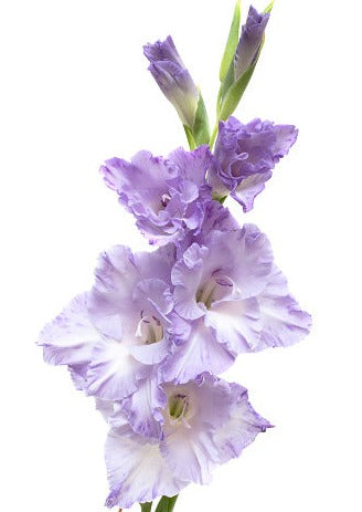 Gladiolus